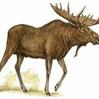 Moose