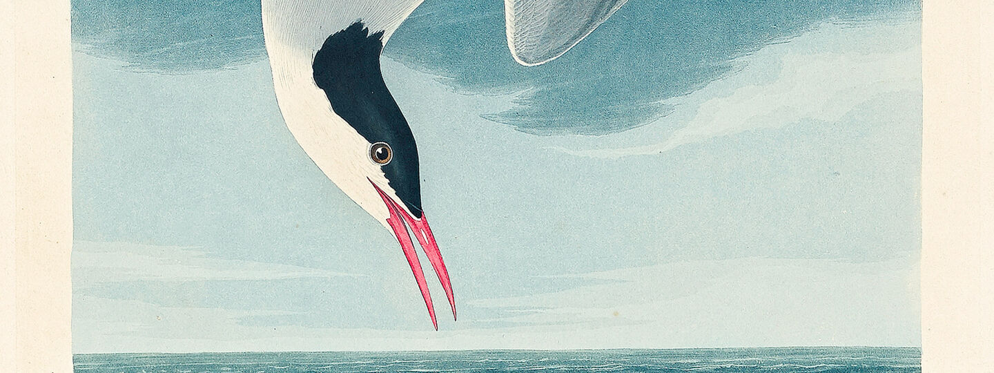 Arctic Tern from Birds of America, by John James Audubon