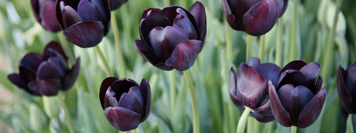 Mis flores negras, por Julio Flórez Rea | Poéticous: poemas, ensayos y cuentos Mis flores negras, por Julio Flórez Rea | Poéticous: poemas, ensayos y cuentos