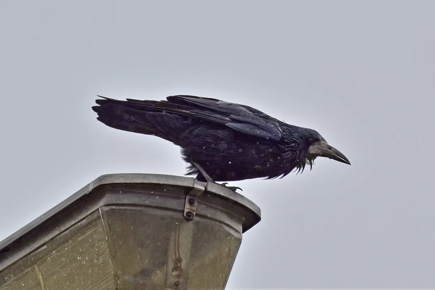 black rook in rainy weather essay