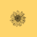 Sunflowerette