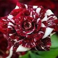 Tiger Rose